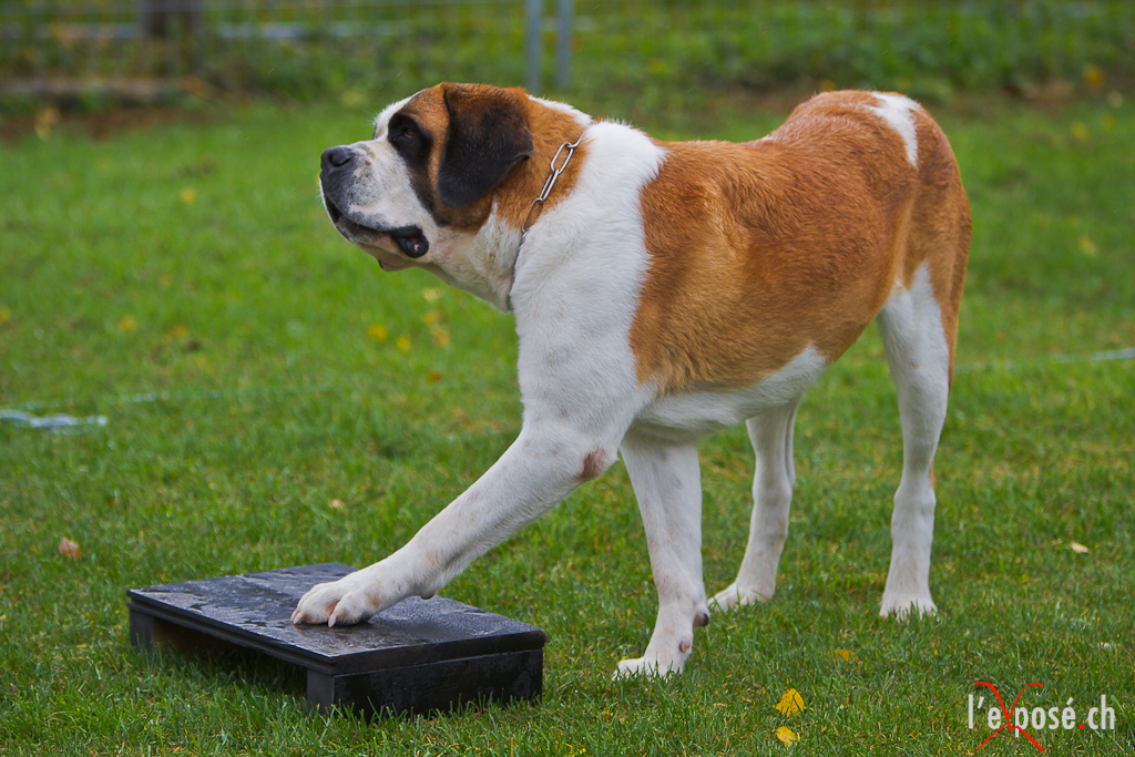 Saint Bernard - dog breed photo