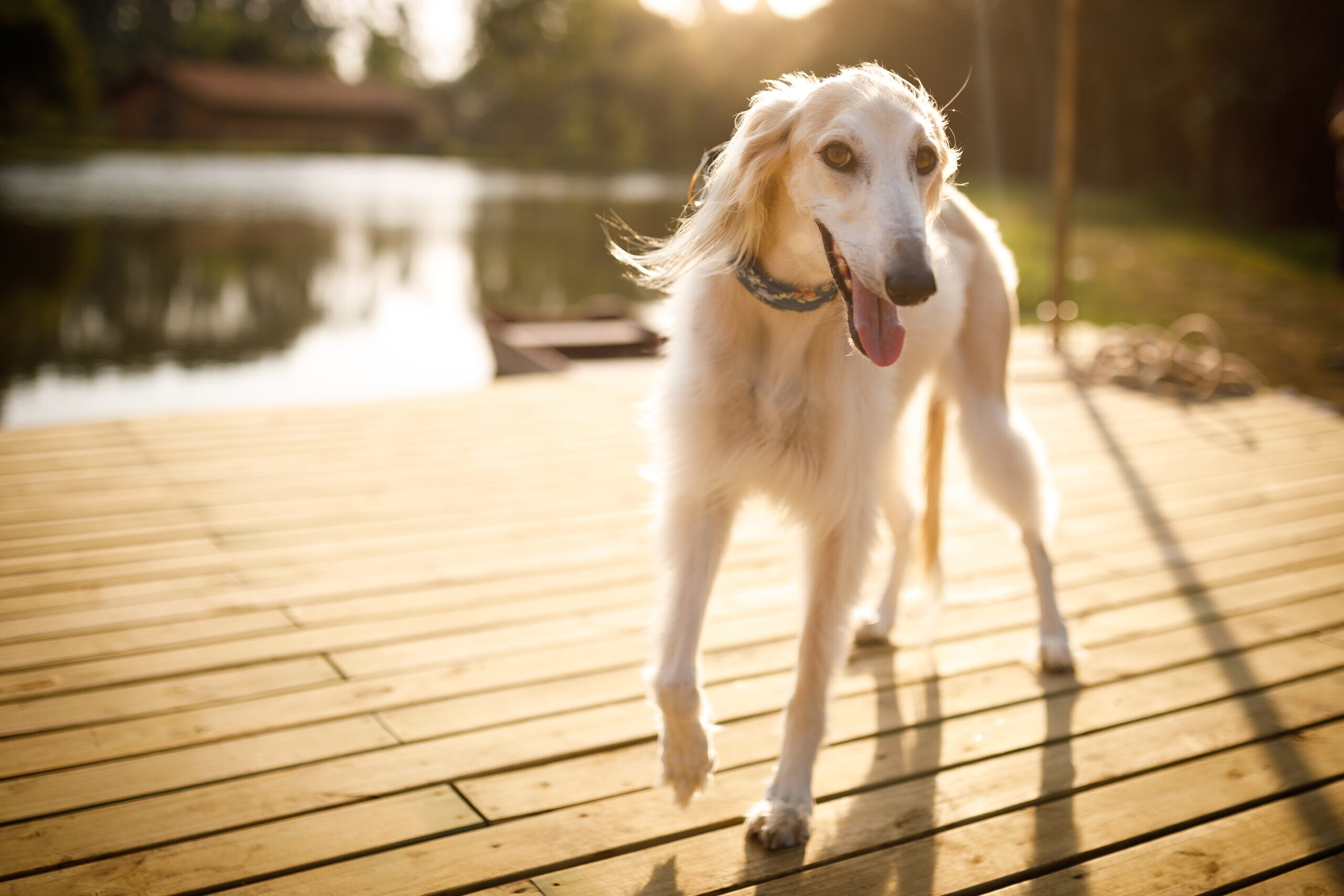 Saluki - dog breed photo