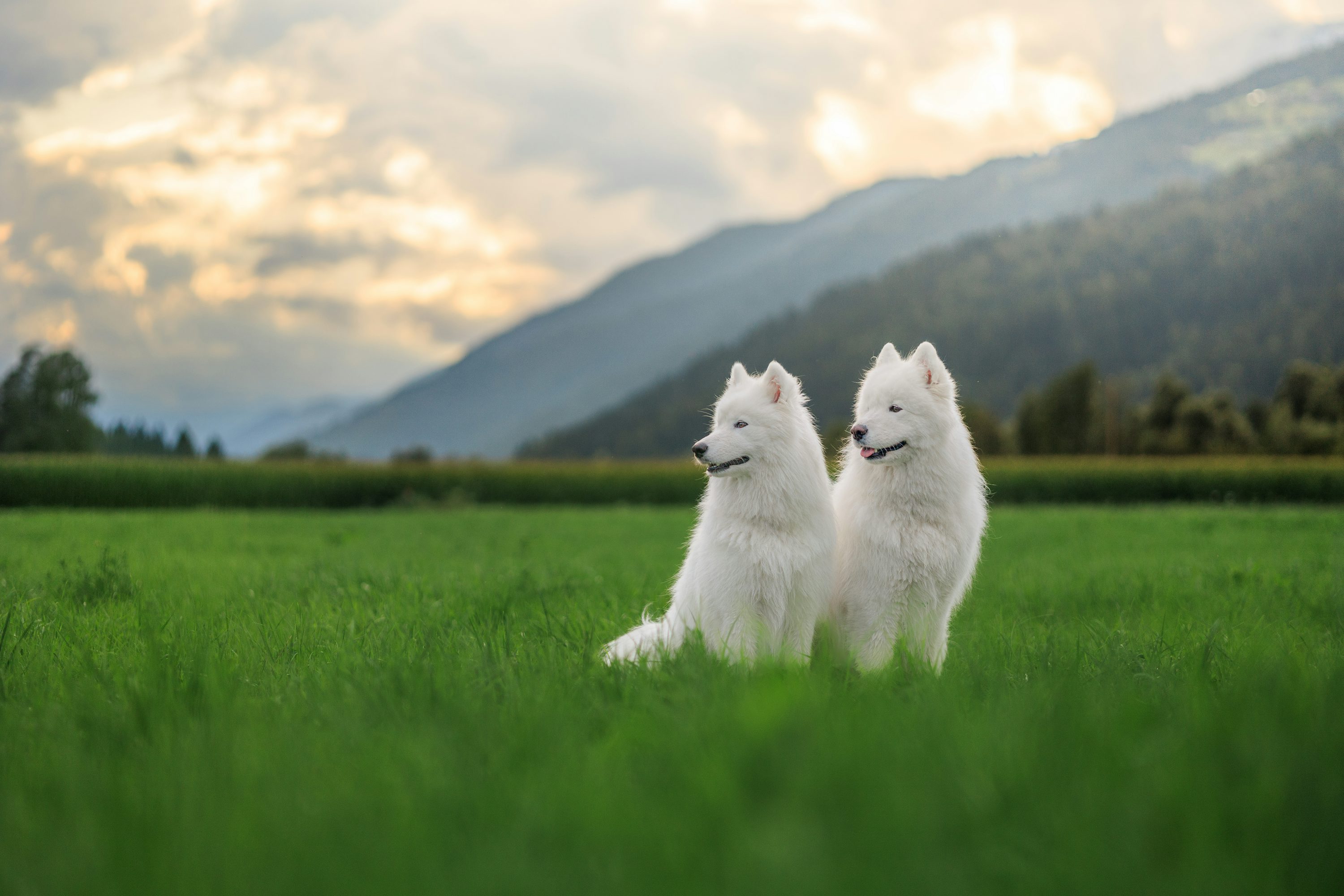 Samoyed - dog breed photo