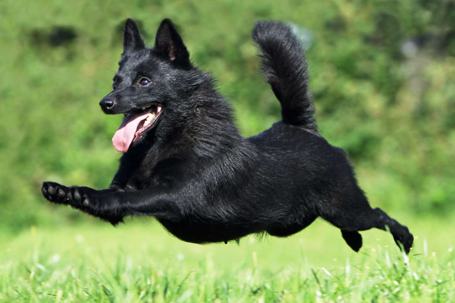 Schipperke - dog breed photo