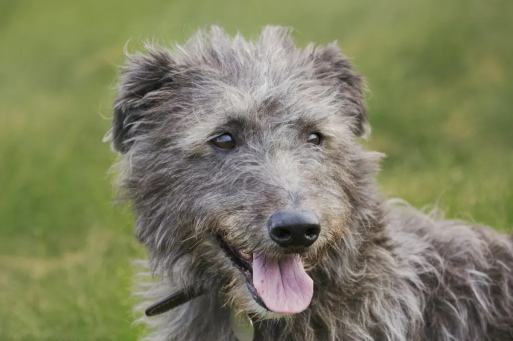 Scottish Deerhound - dog breed photo