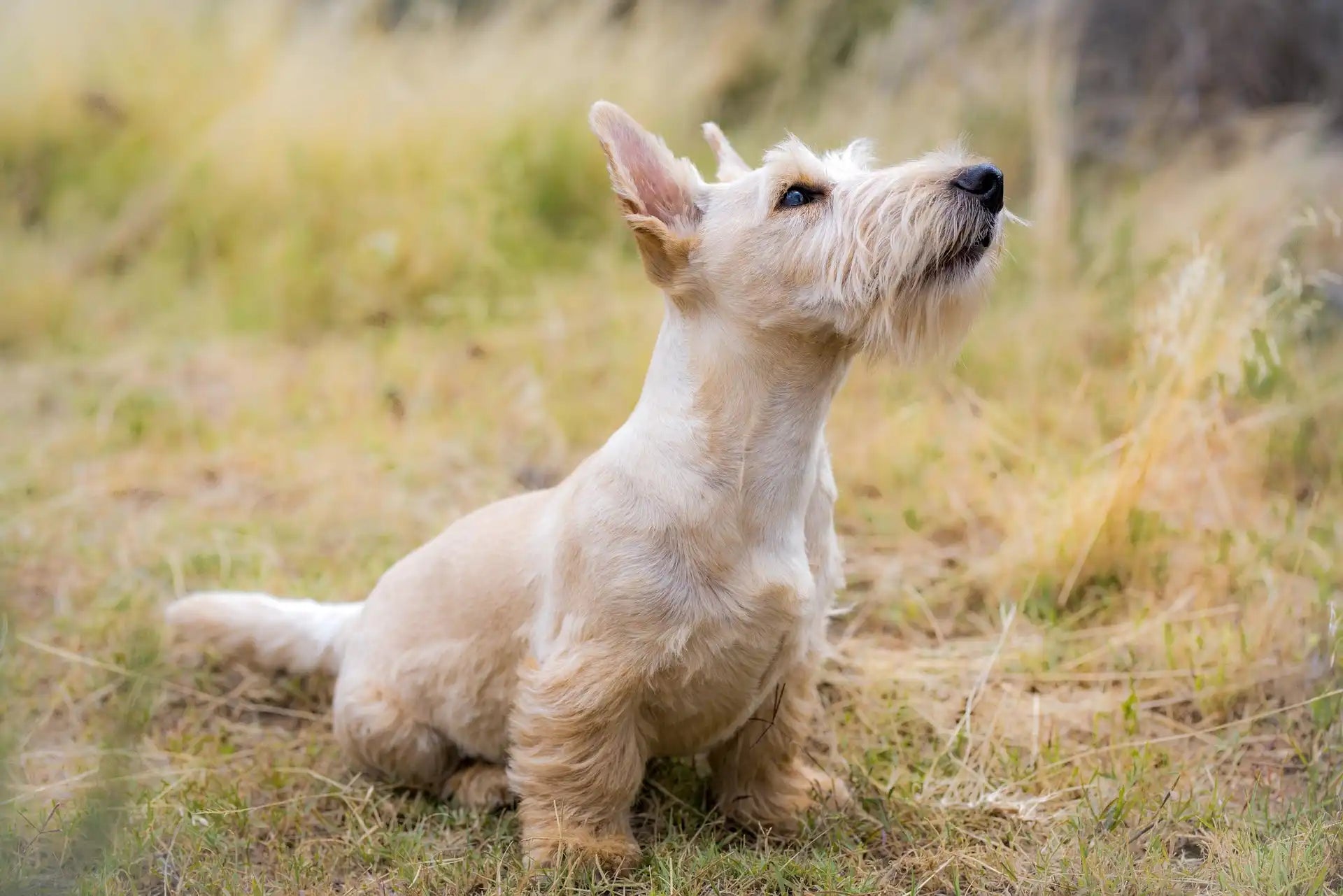 Scottish Terrier - dog breed photo