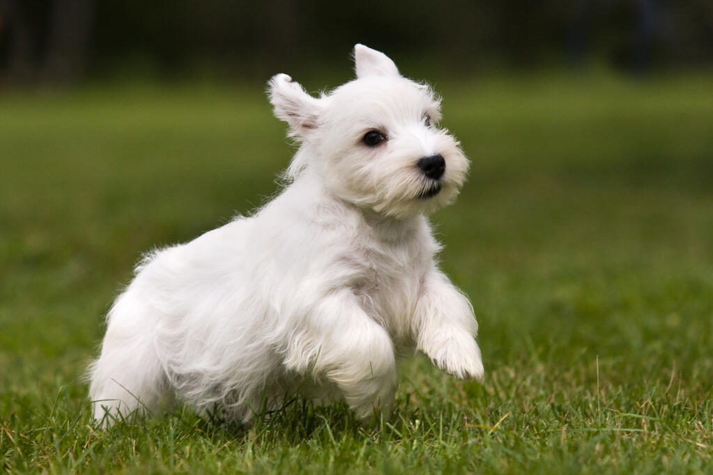 Sealyham Terrier - dog breed photo