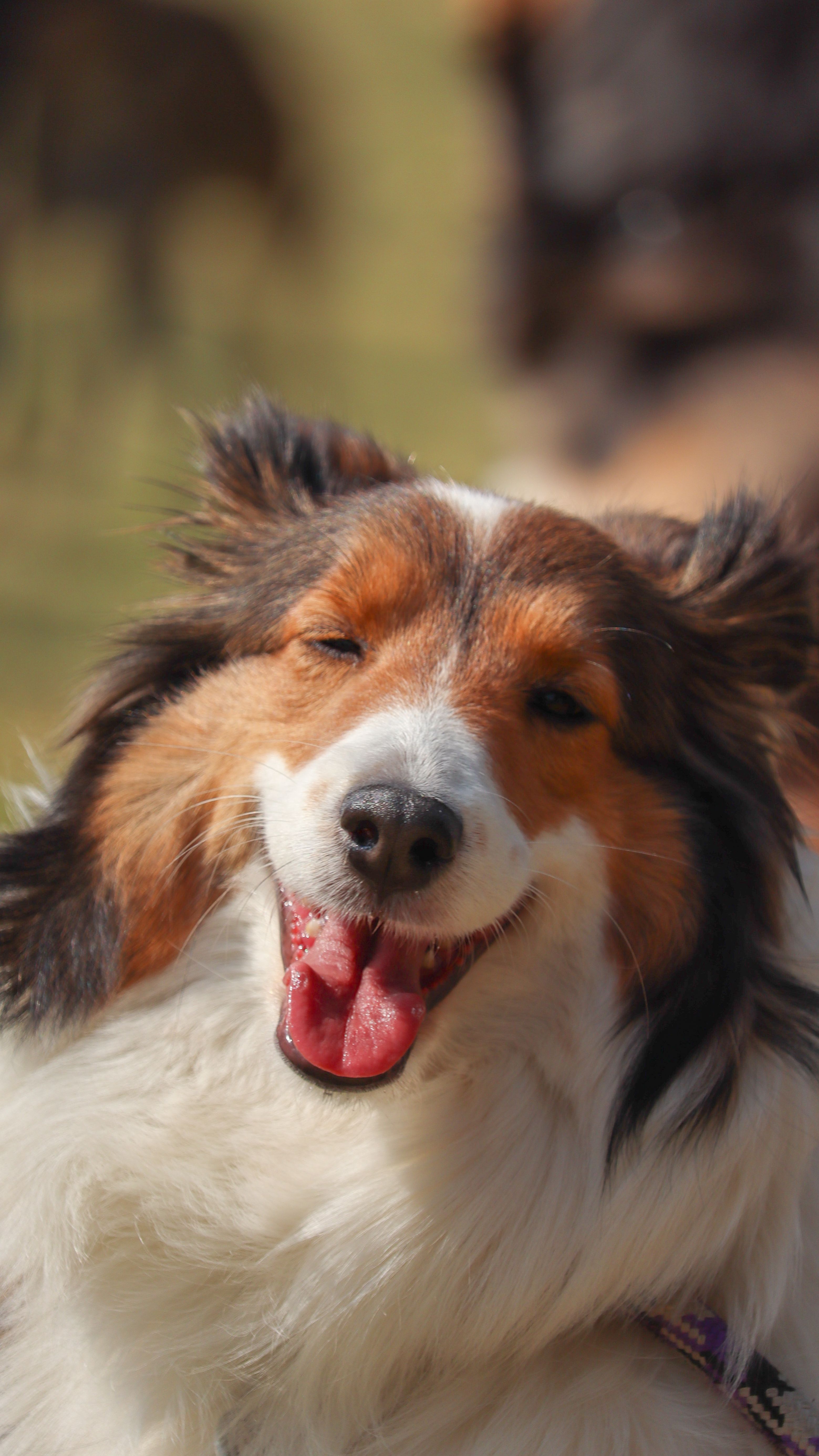 Shetland Sheepdog - dog breed photo