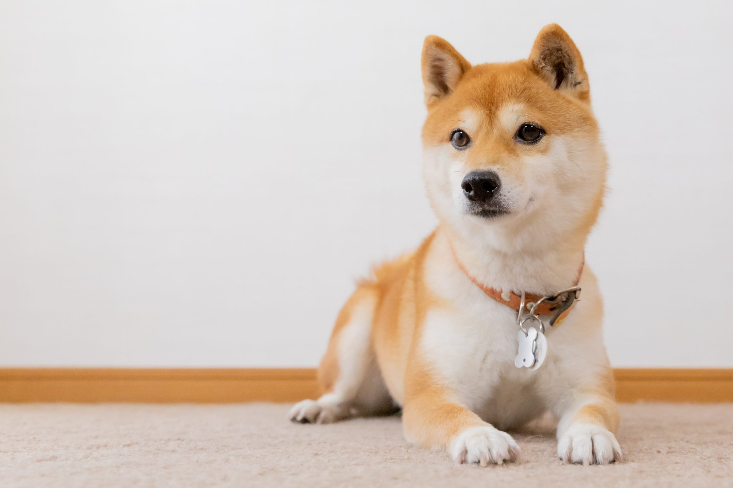 Shiba Inu - dog breed photo
