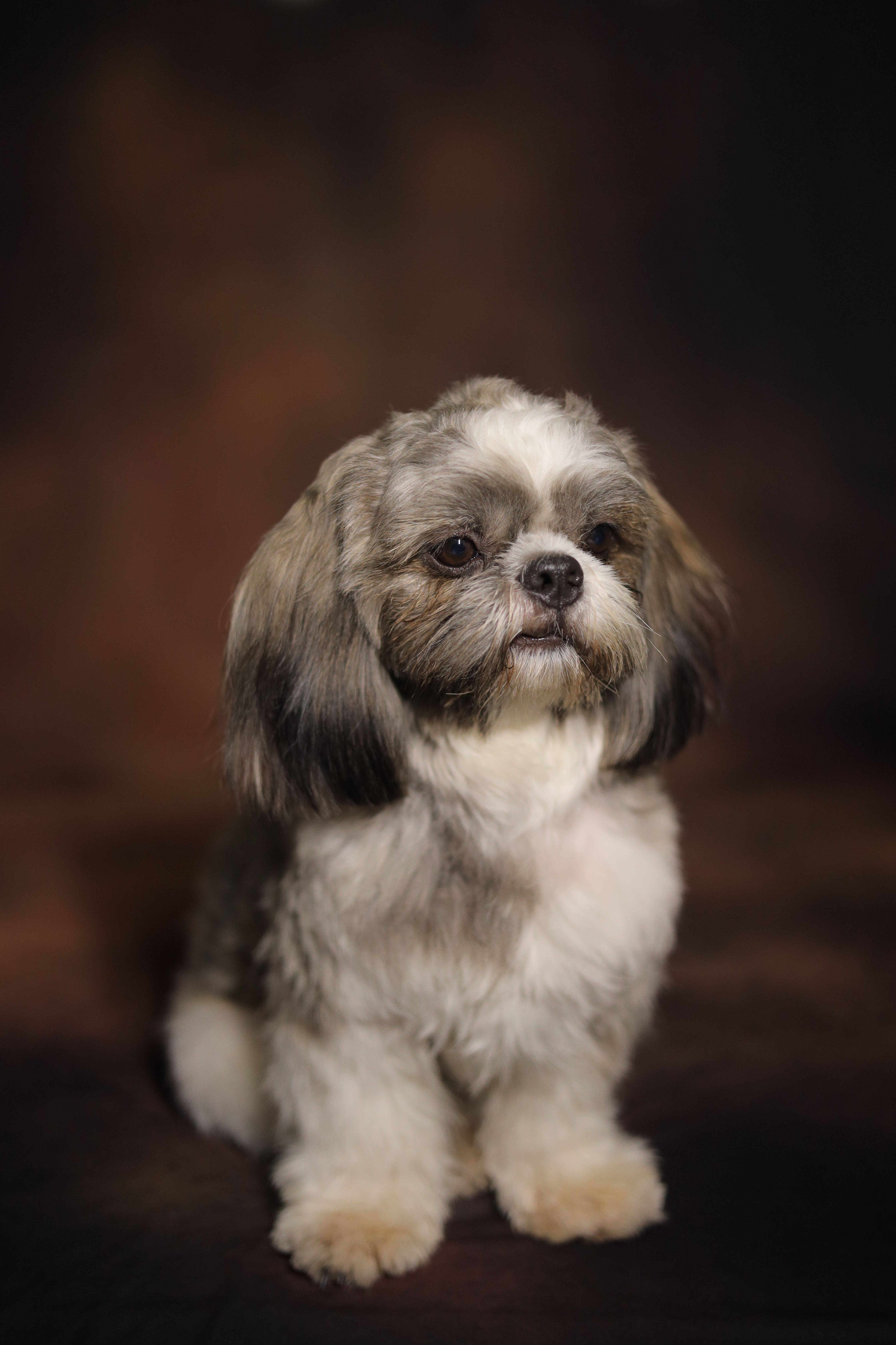 Shih Tzu - dog breed photo