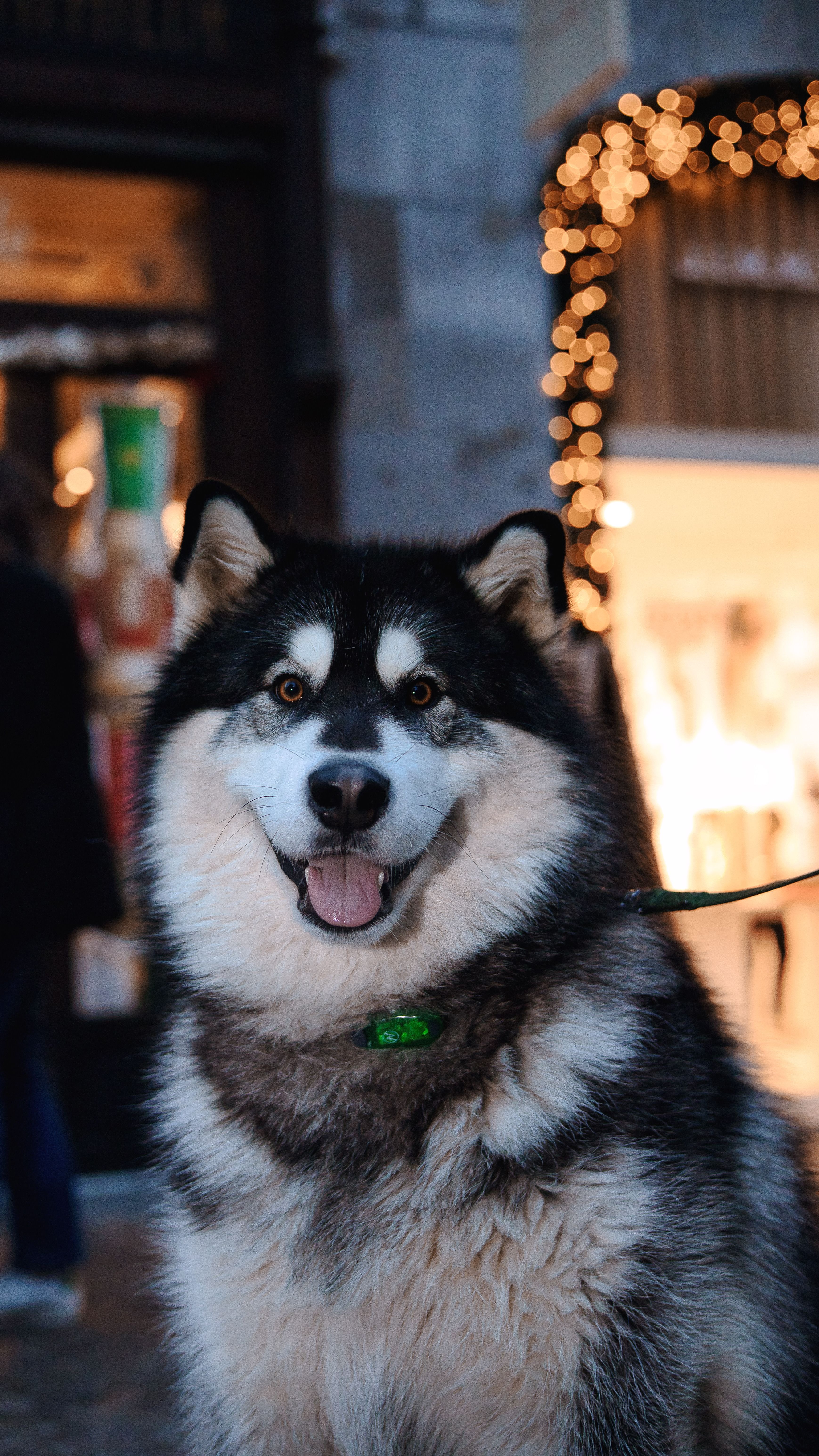 Siberian Husky - dog breed photo
