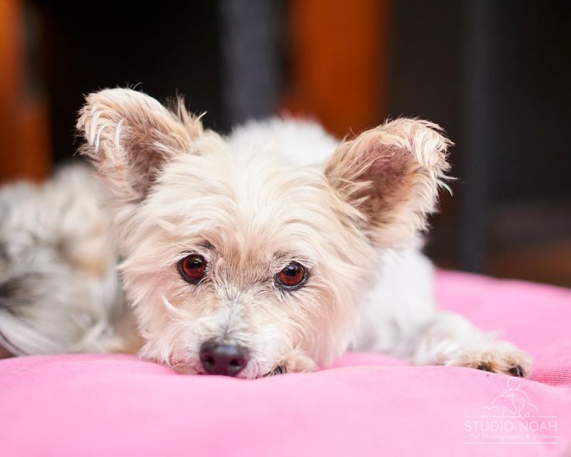 Silky Terrier - dog breed photo