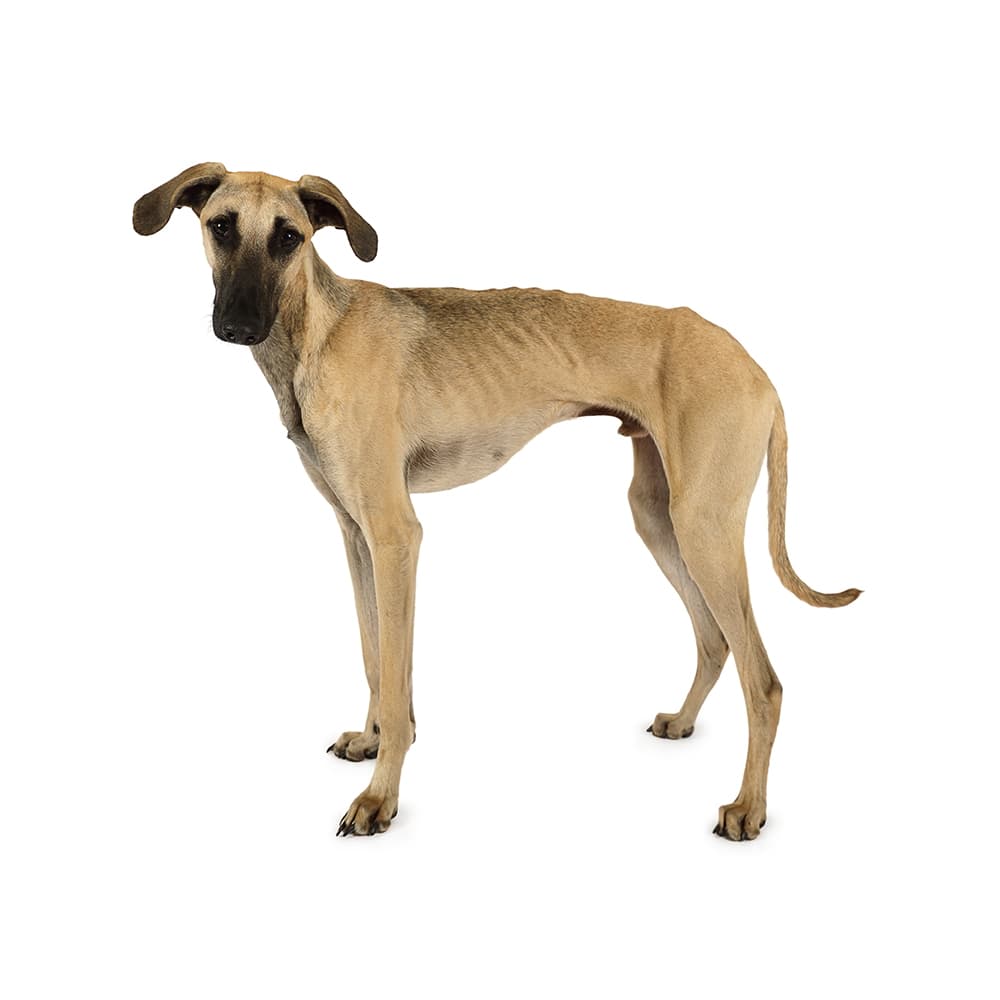 Sloughi - dog breed photo