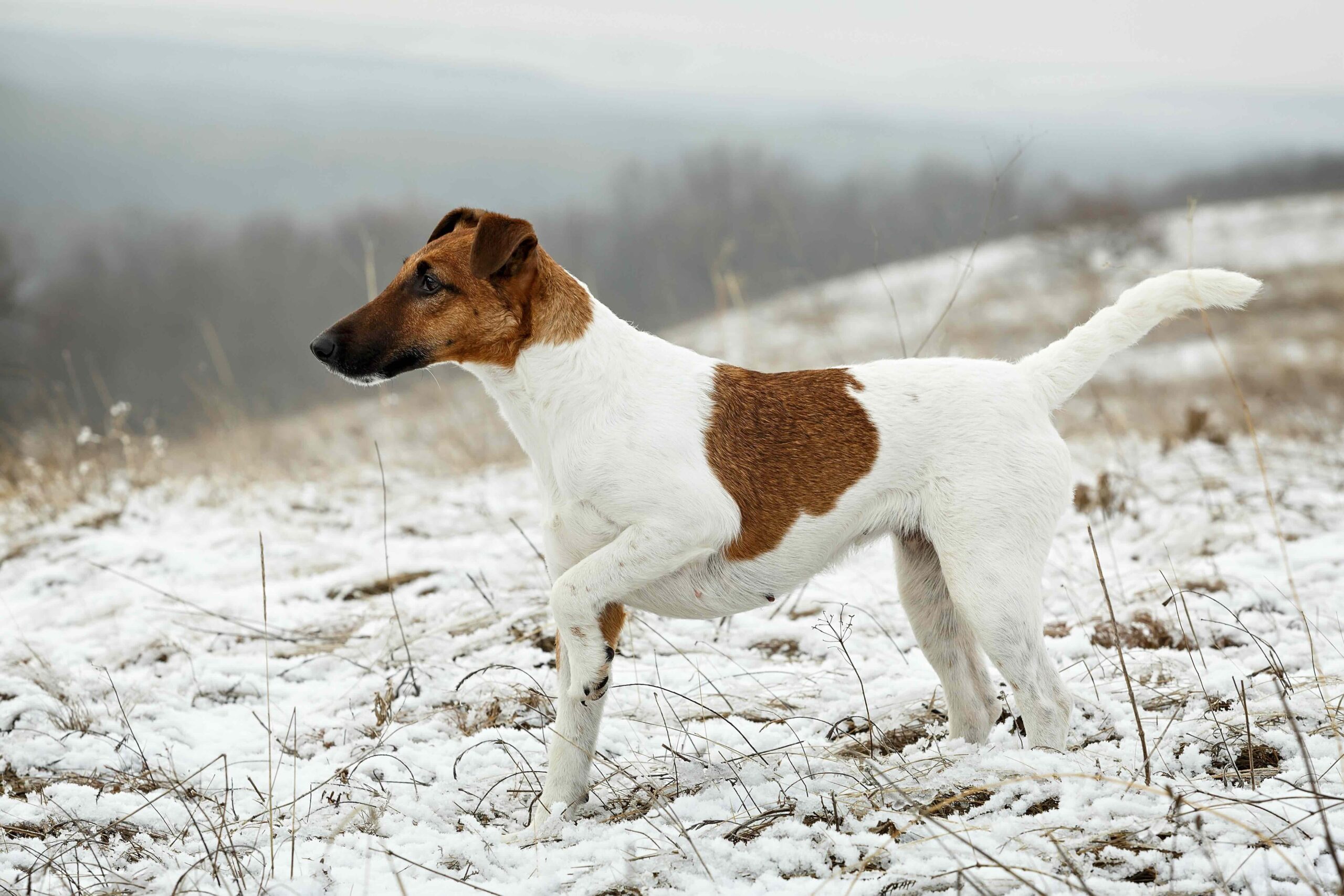 Smooth Fox Terrier - dog breed photo