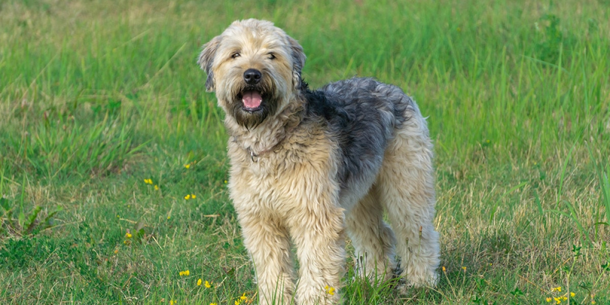 Soft Coated Wheaten Terrier - dog breed photo