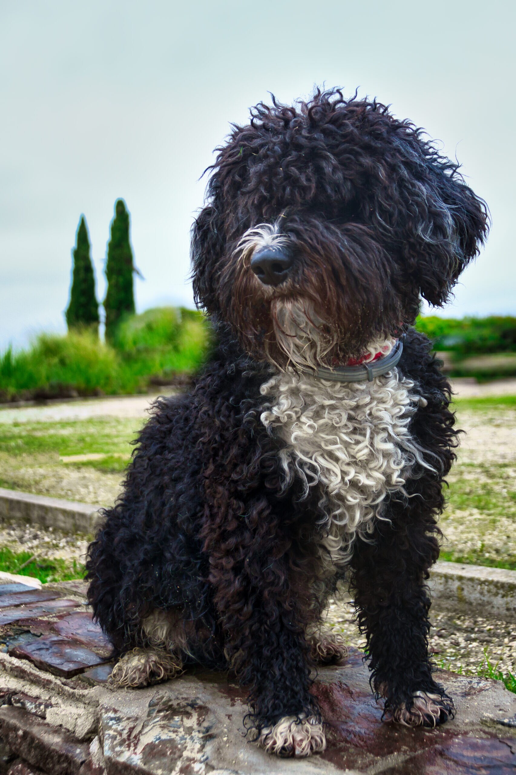 Spanish Water Dog - dog breed photo