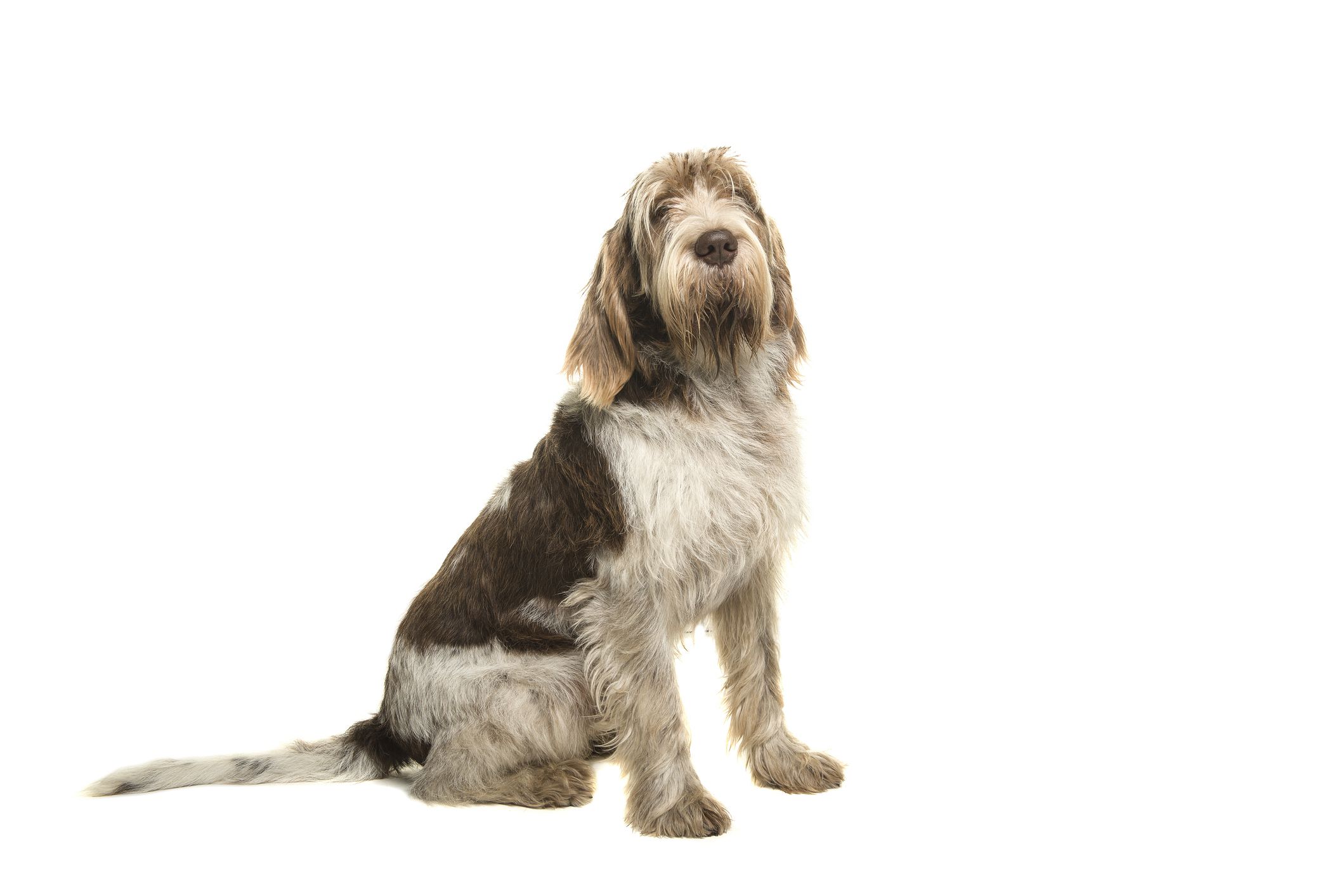 Spinone Italiano - dog breed photo