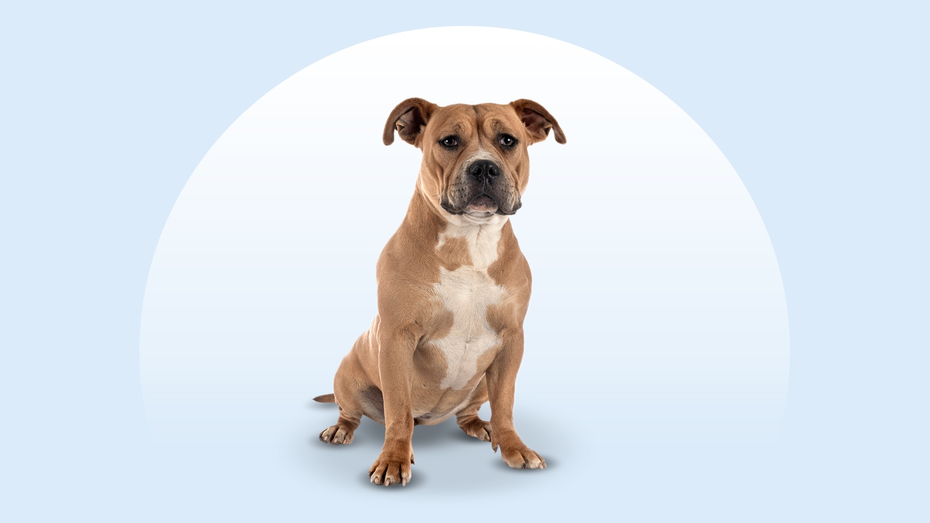 Staffordshire Bull Terrier - dog breed photo