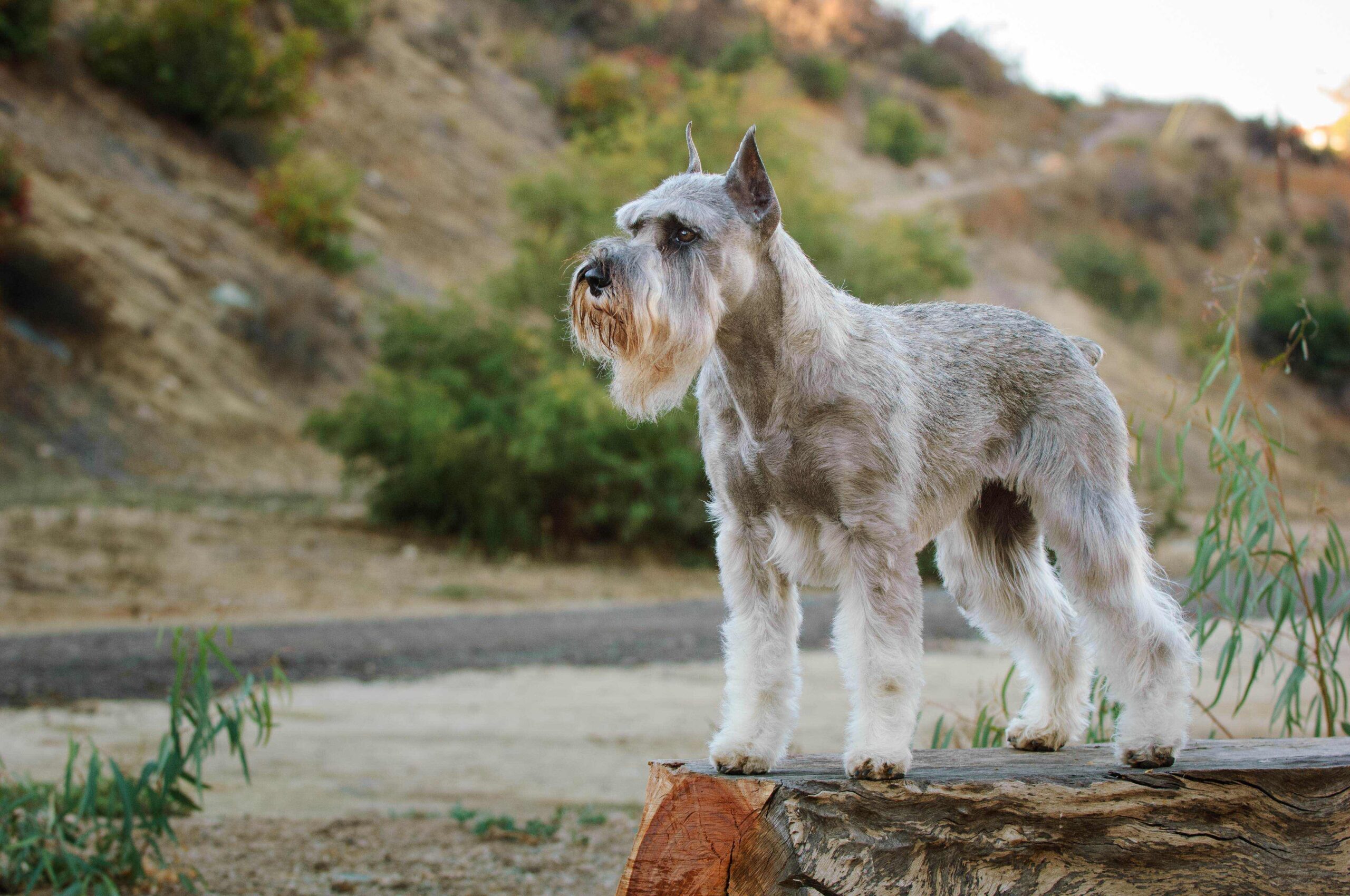 Standard Schnauzer - dog breed photo