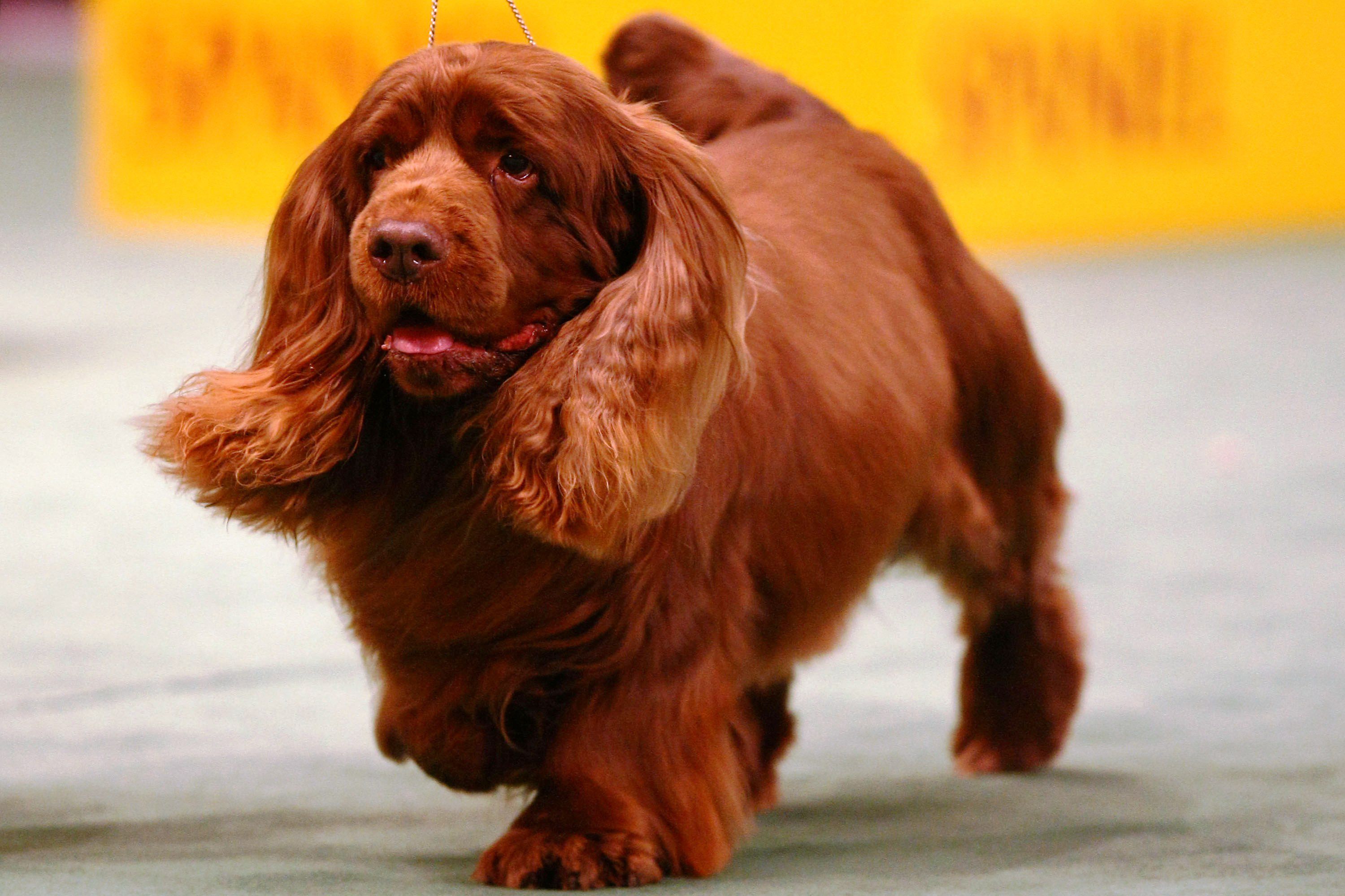Sussex Spaniel - dog breed photo