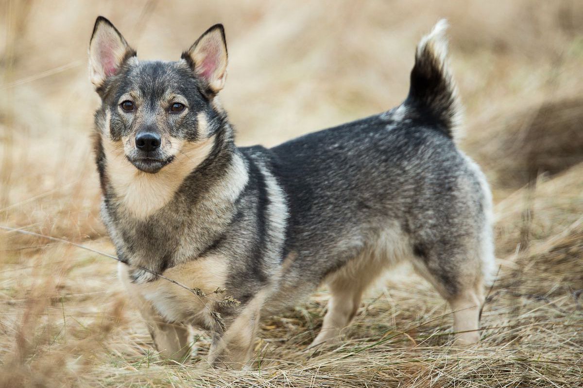 Swedish Vallhund - dog breed photo
