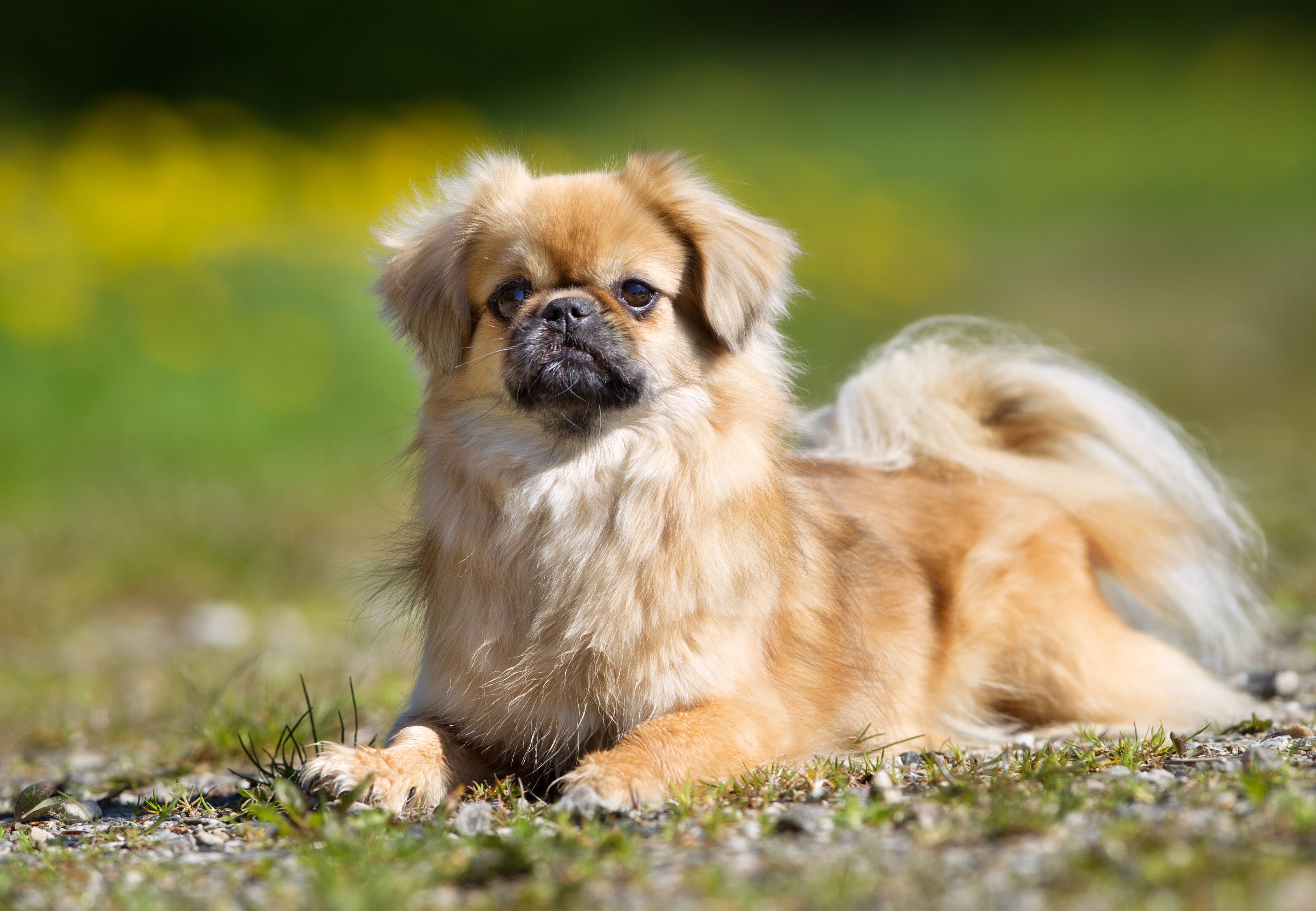 Tibetan Spaniel - dog breed photo