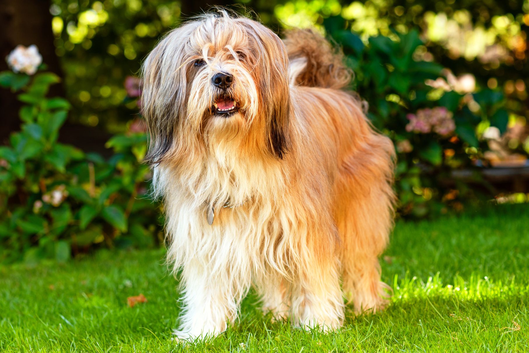 Tibetan Terrier - dog breed photo