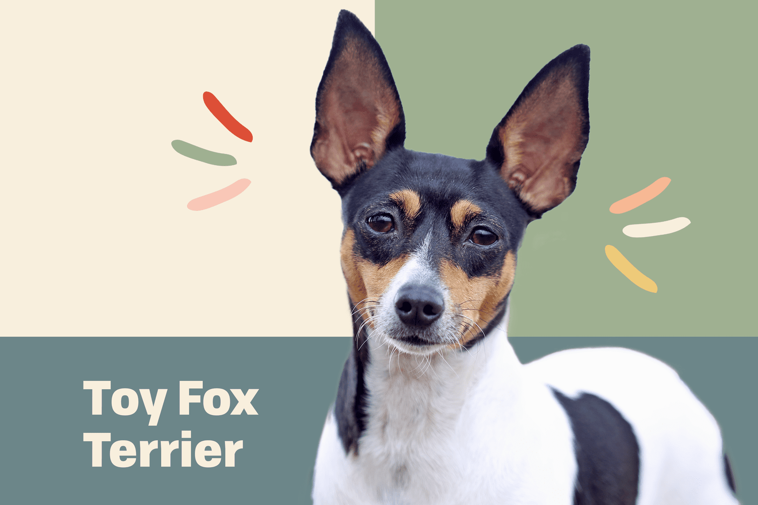 Toy Fox Terrier - dog breed photo