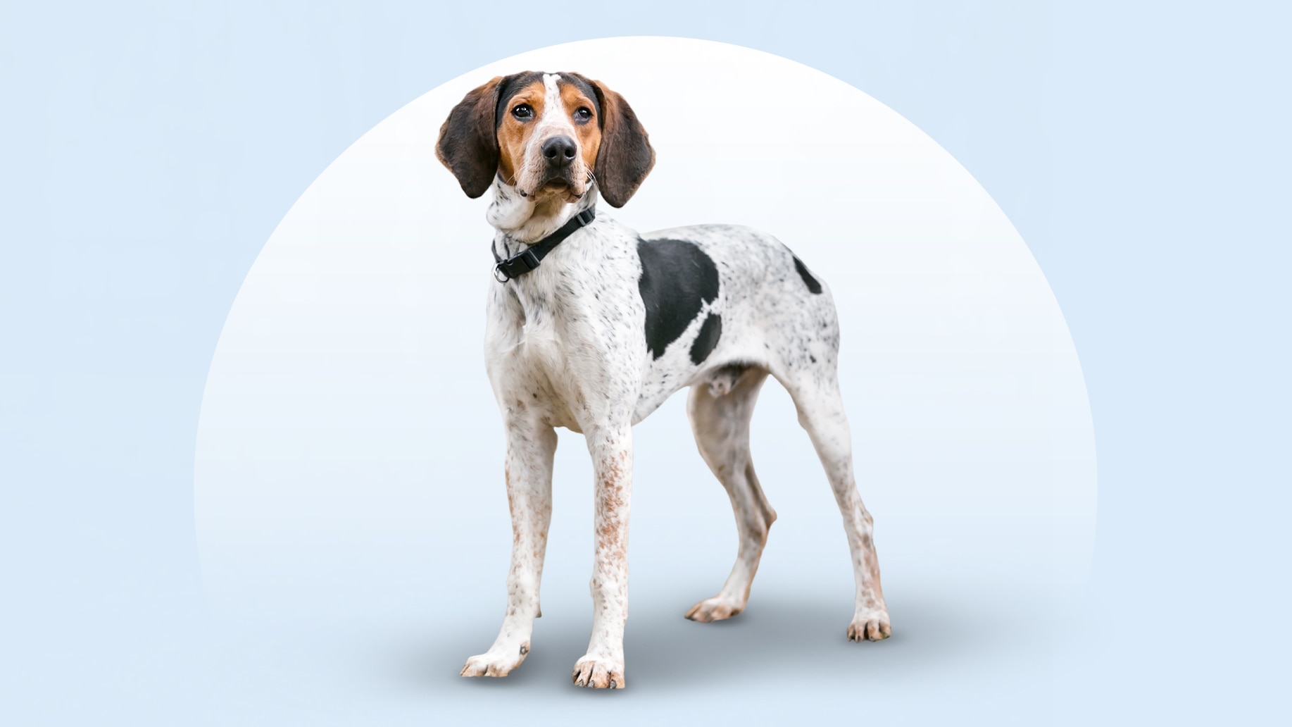 Treeing Walker Coonhound - dog breed photo