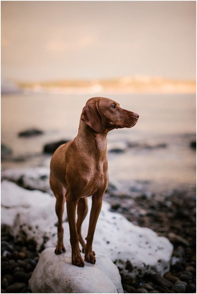 Vizsla - dog breed photo