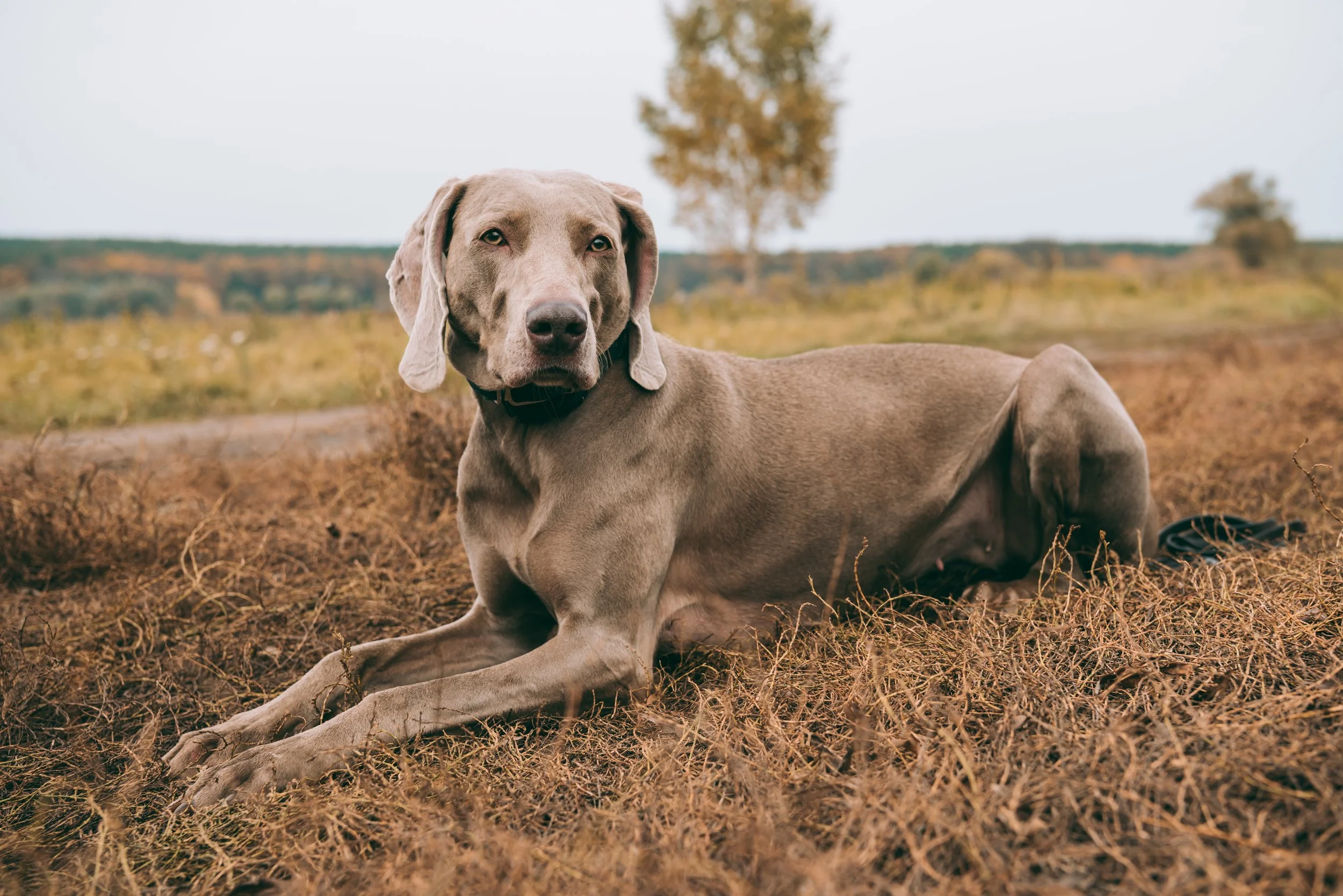 Weimaraner - dog breed photo