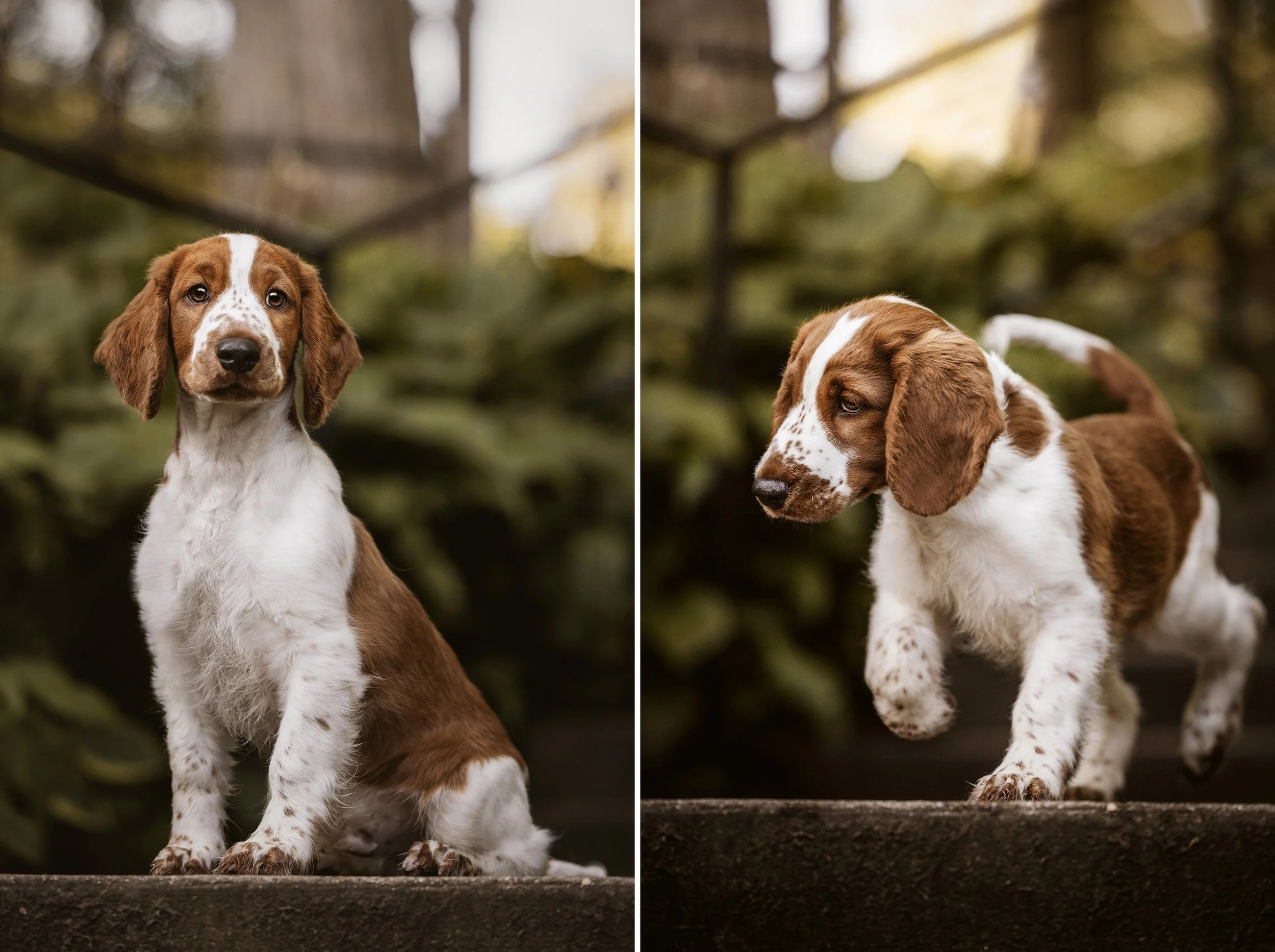 Welsh Springer Spaniel - dog breed photo