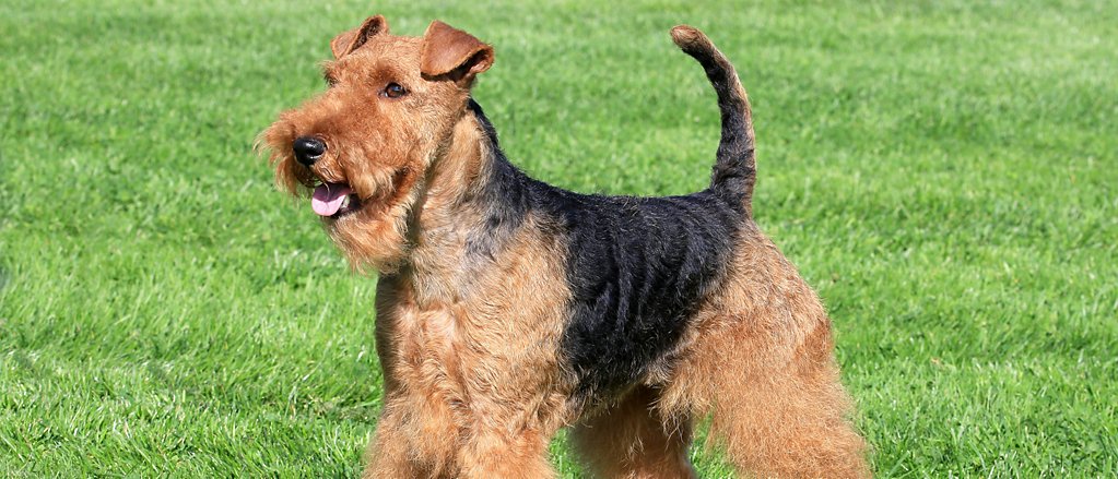 Welsh Terrier - dog breed photo