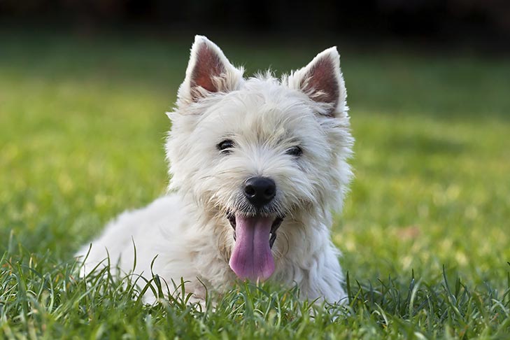 West Highland White Terrier - dog breed photo