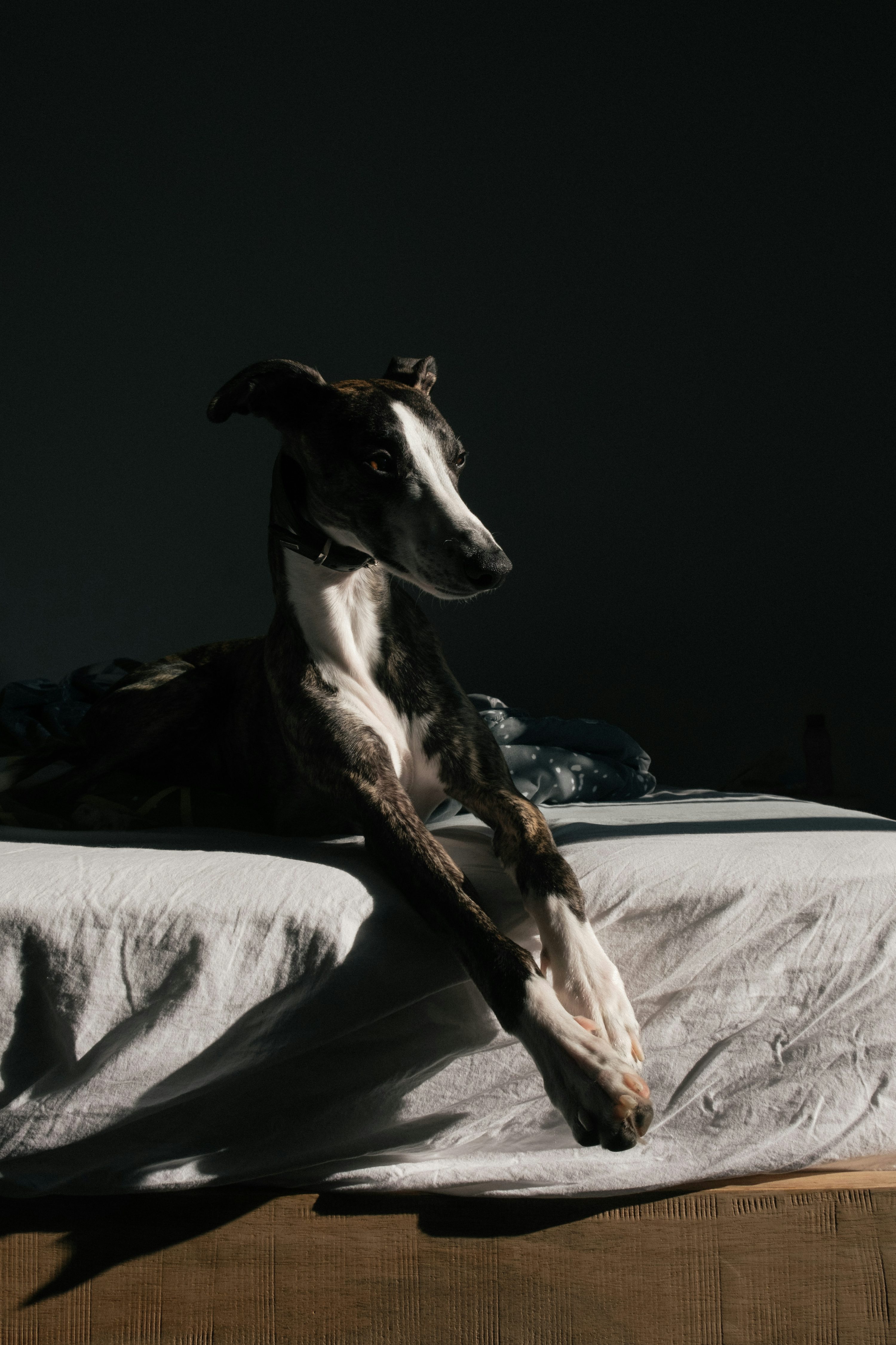 Whippet - dog breed photo