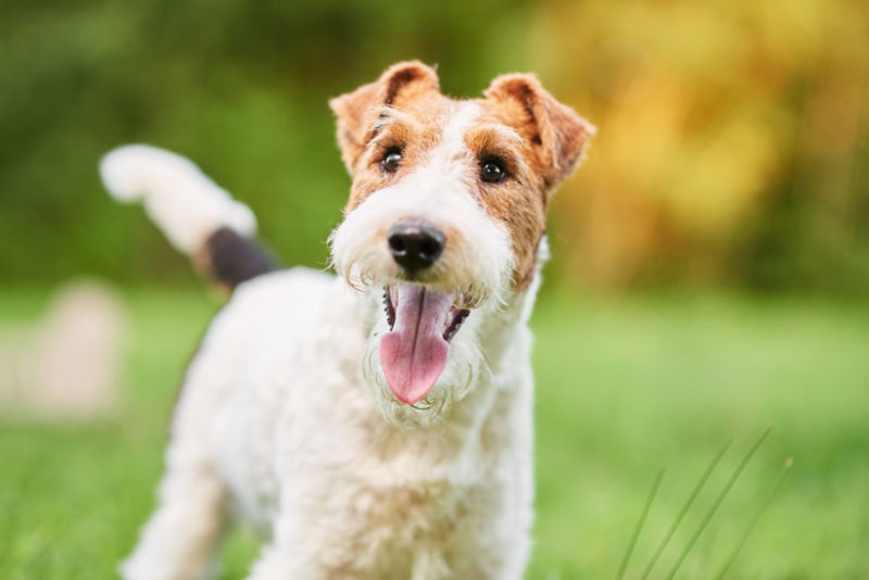Wire Fox Terrier - dog breed photo