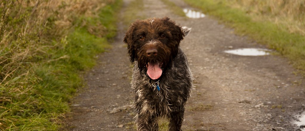 Wirehaired Pointing Griffon - dog breed photo