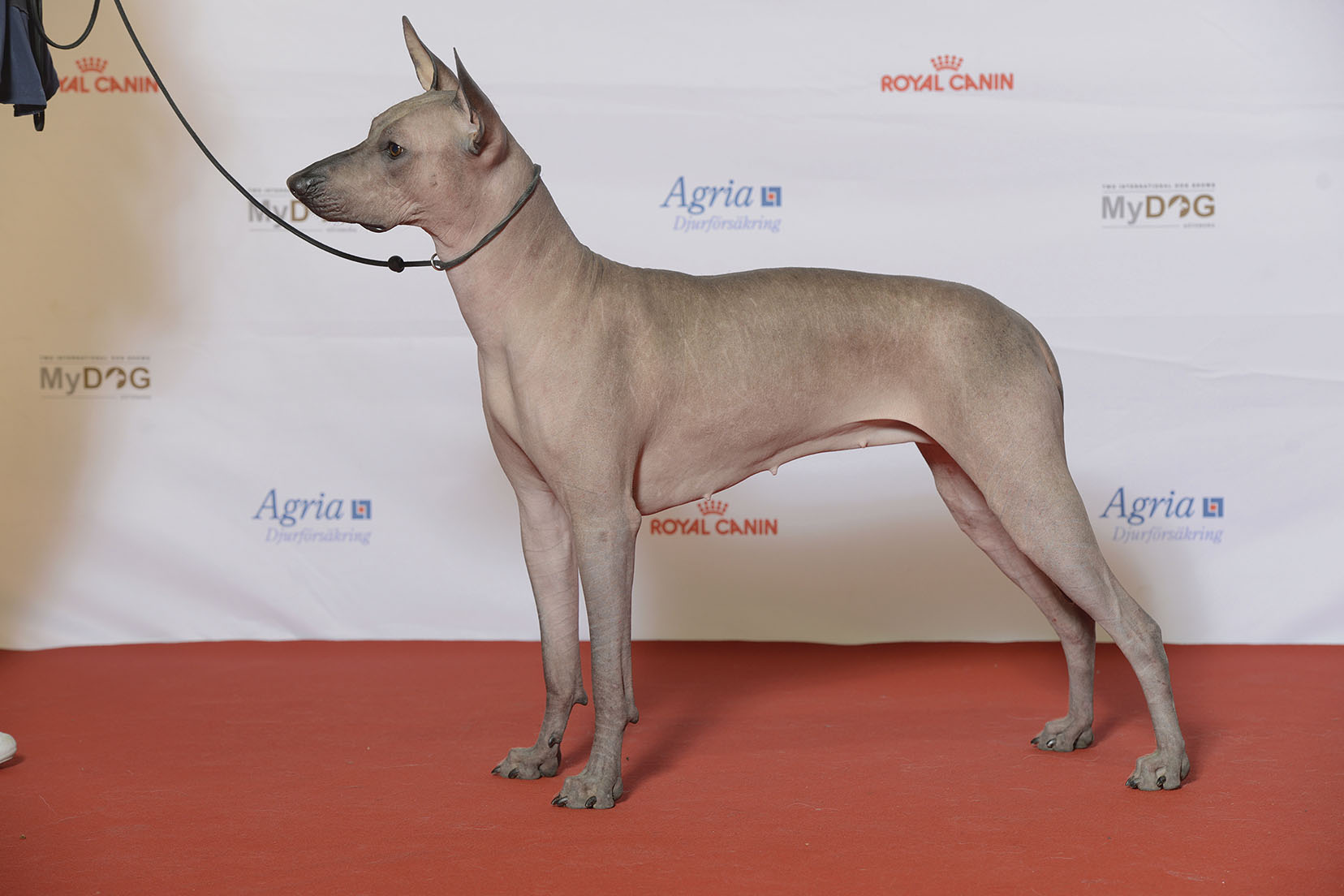 Xoloitzcuintli - dog breed photo