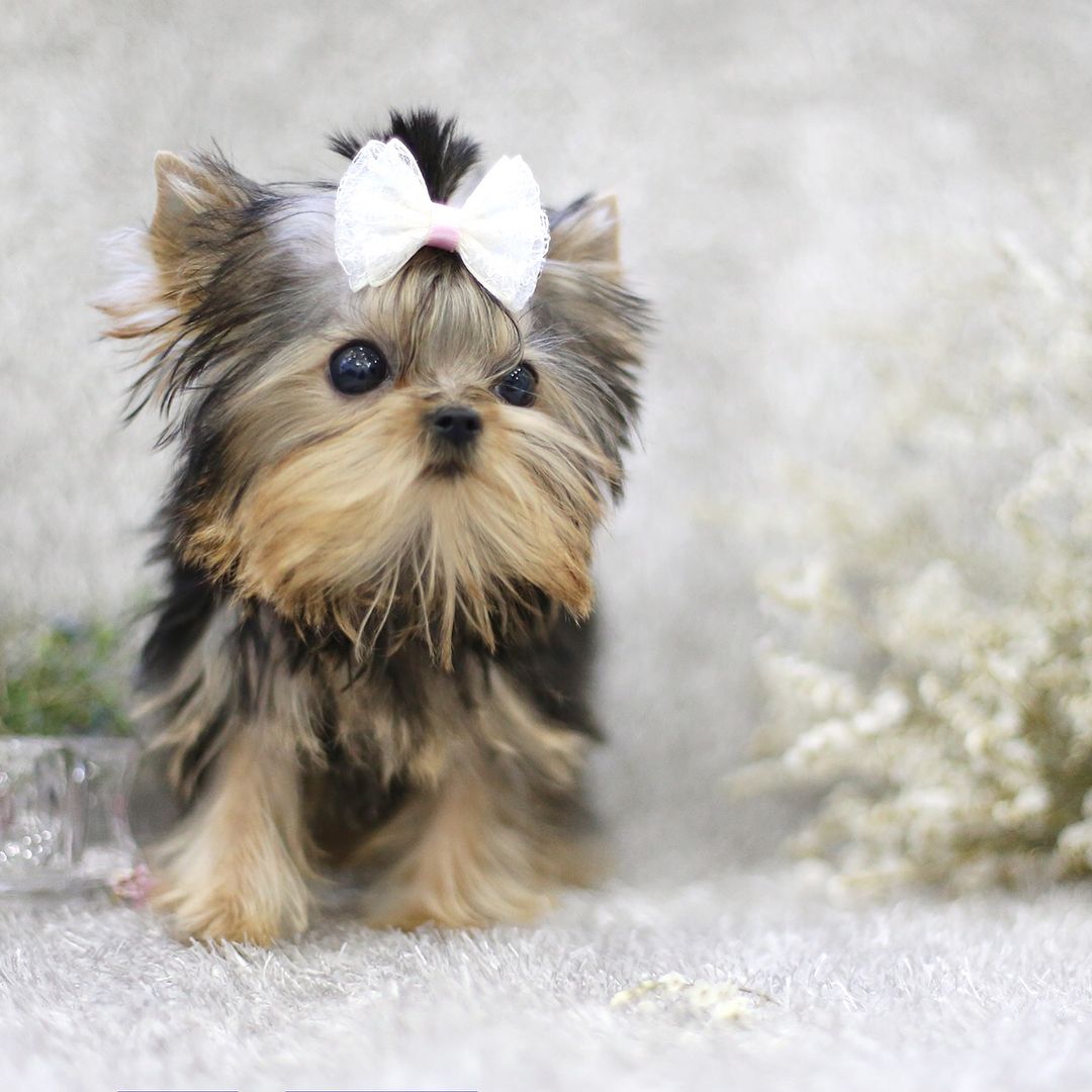 Yorkshire Terrier - dog breed photo